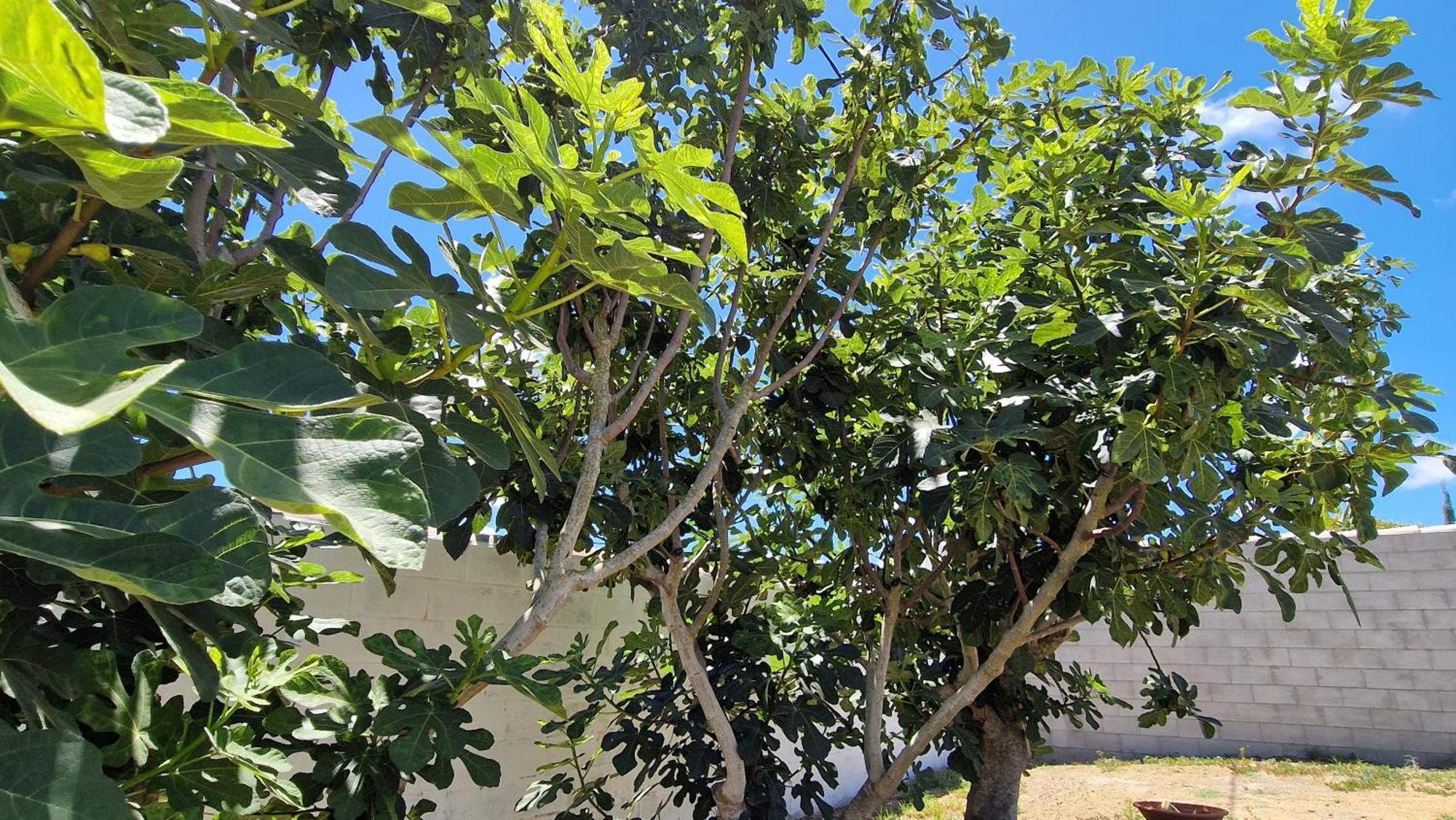 Casa Vacacional En Chiclana De La Frontera Villa Ngoại thất bức ảnh